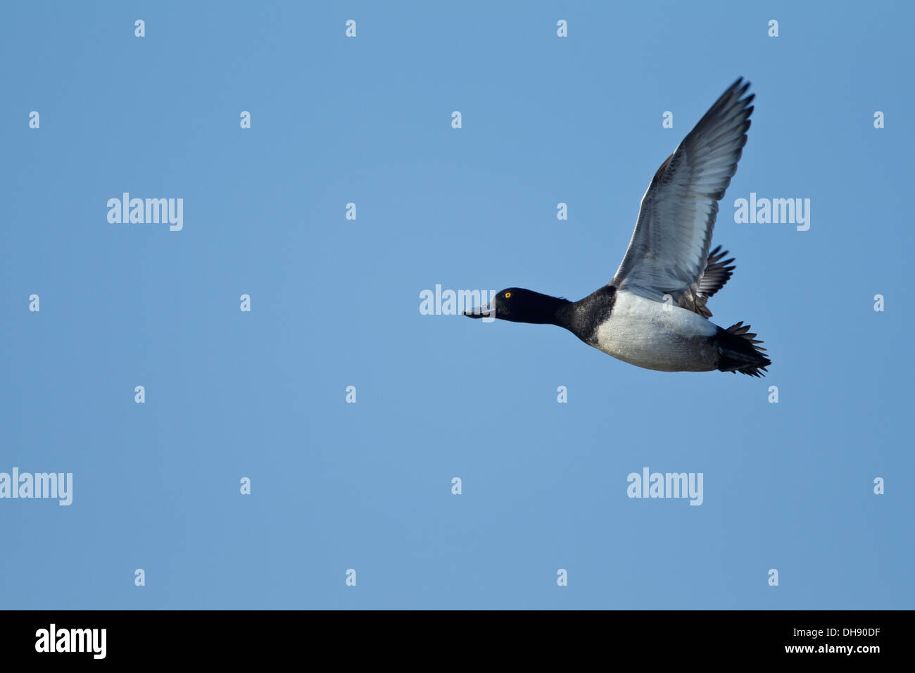 Fuligule morillon (Aythya fuligula) Banque D'Images