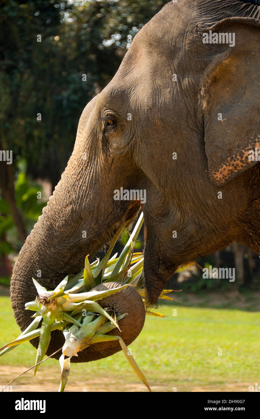 Close up vertical d'un adulte de l'éléphant indien de la canne à sucre de l'alimentation au Laos. Banque D'Images