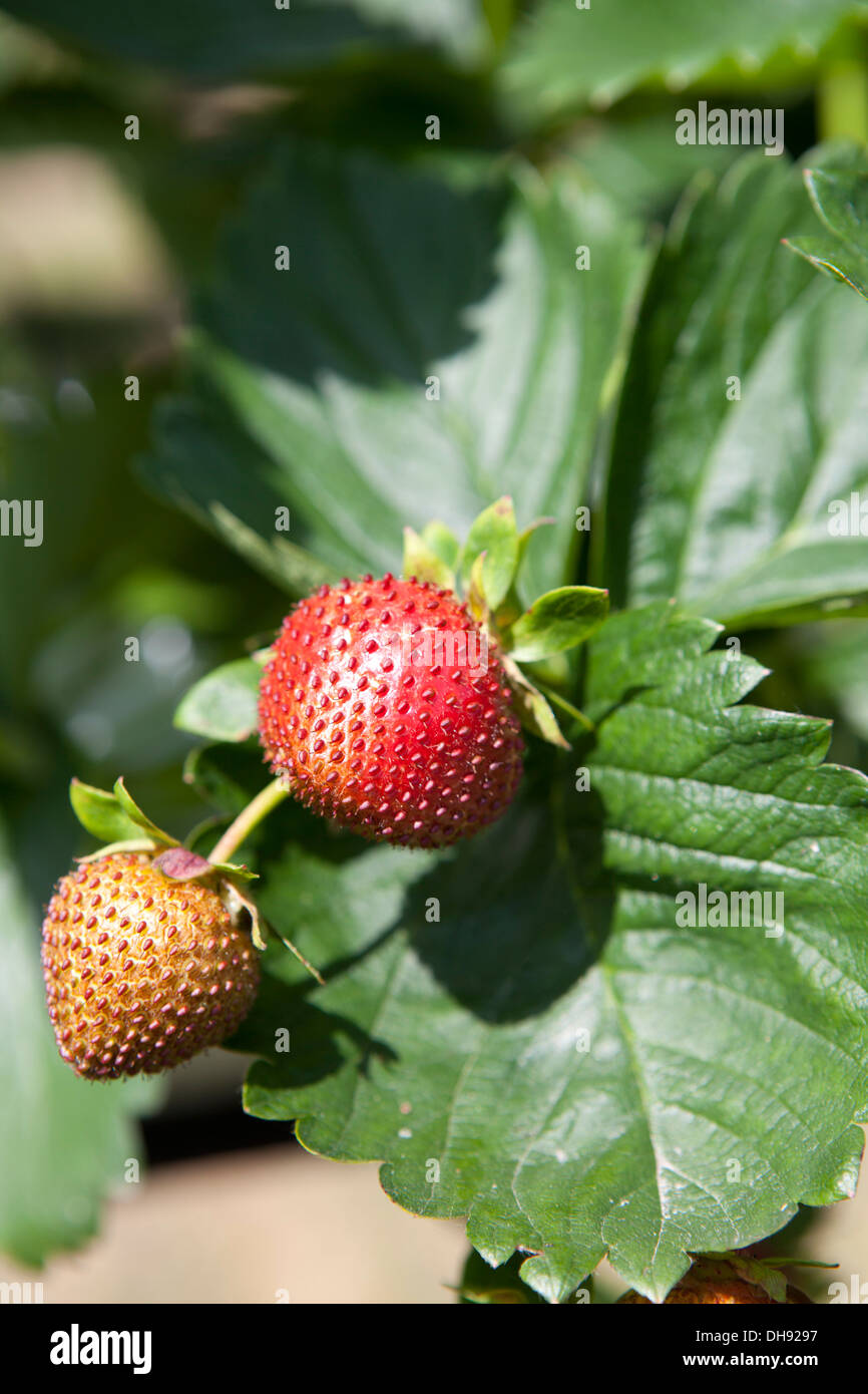 Fraise Banque D'Images