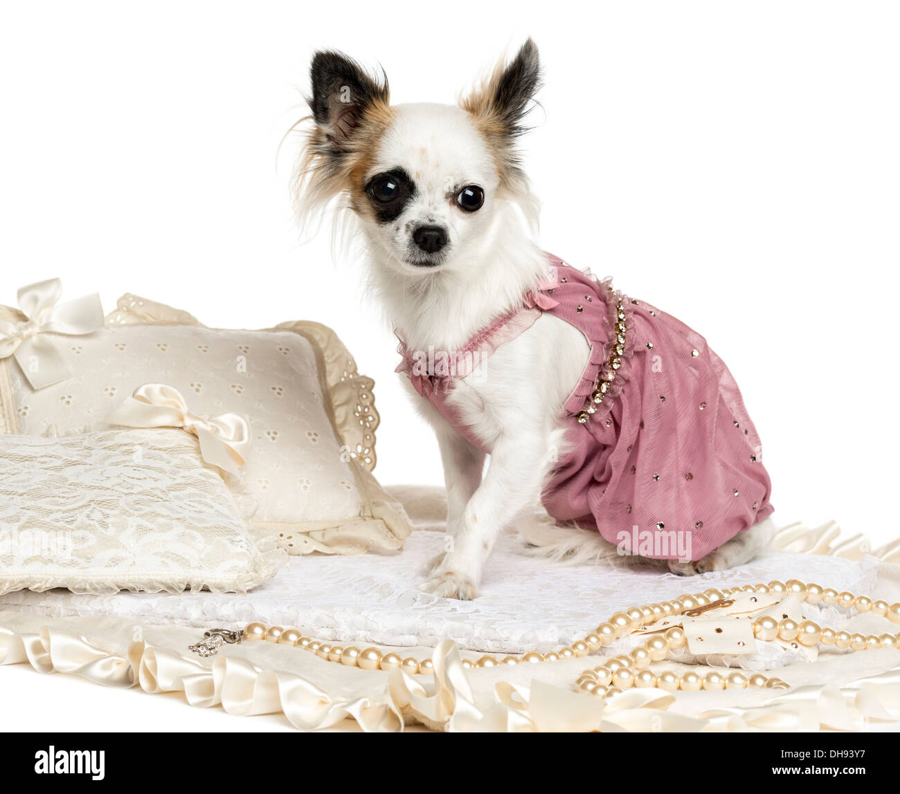 Dressed-up Chihuahua assis sur un tapis contre fond blanc Banque D'Images