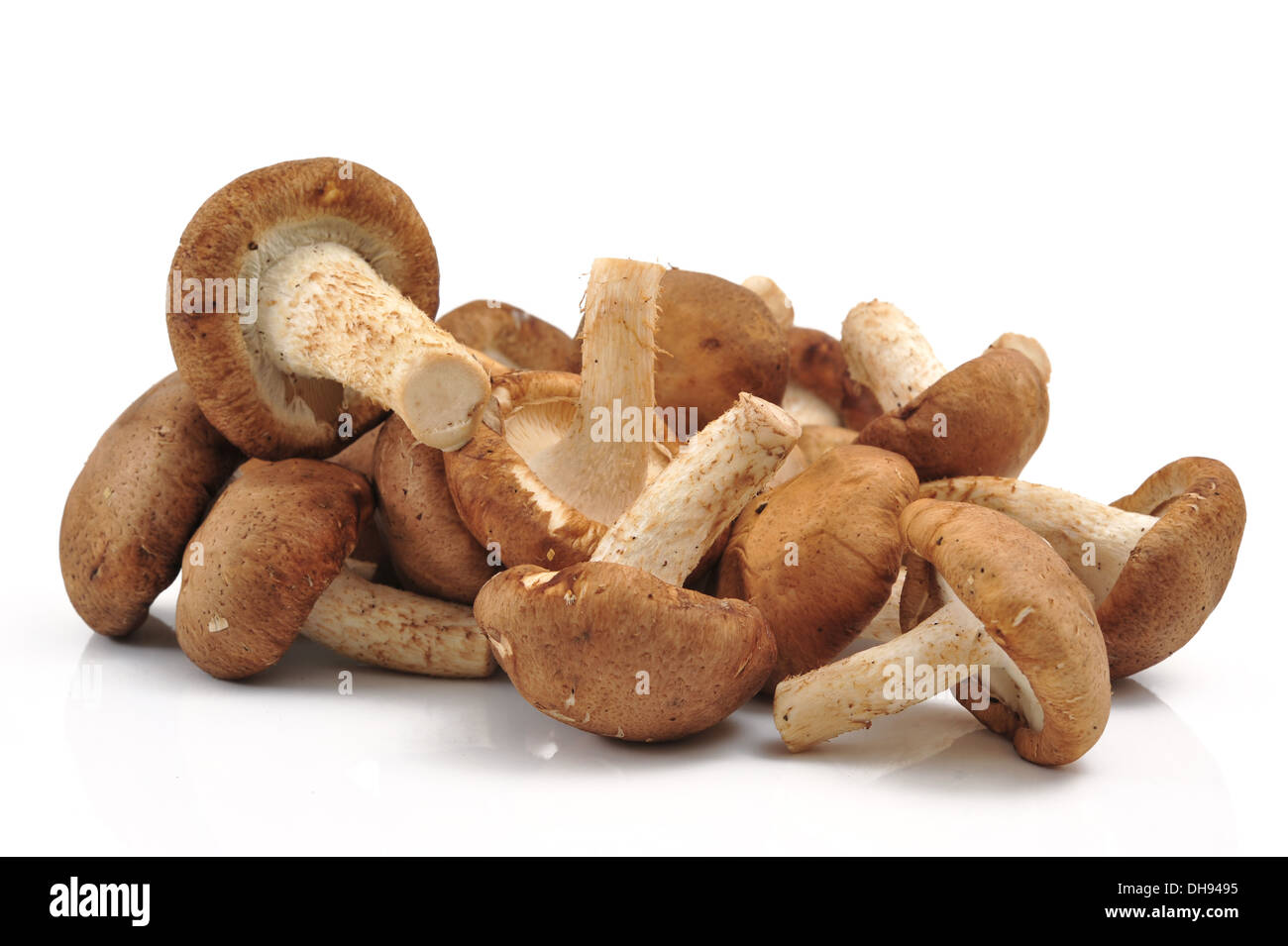 Mushroom isolated on white Banque D'Images