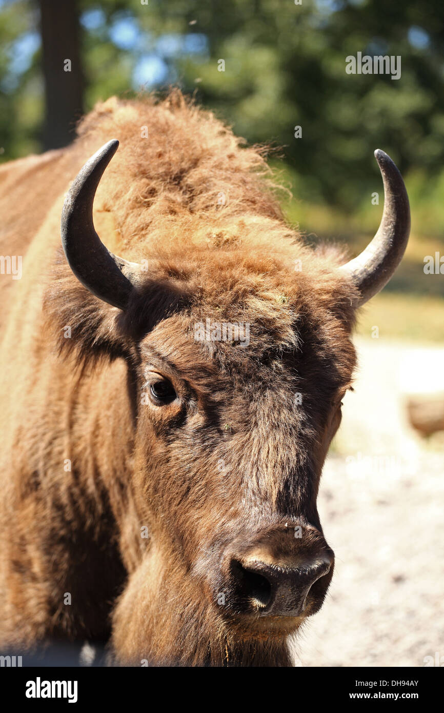 Bison d'Europe (Bison bison bonasus). Emplacement : Bison réserver Lovce - Topolcianky Tribec, montagnes, la Slovaquie. Banque D'Images