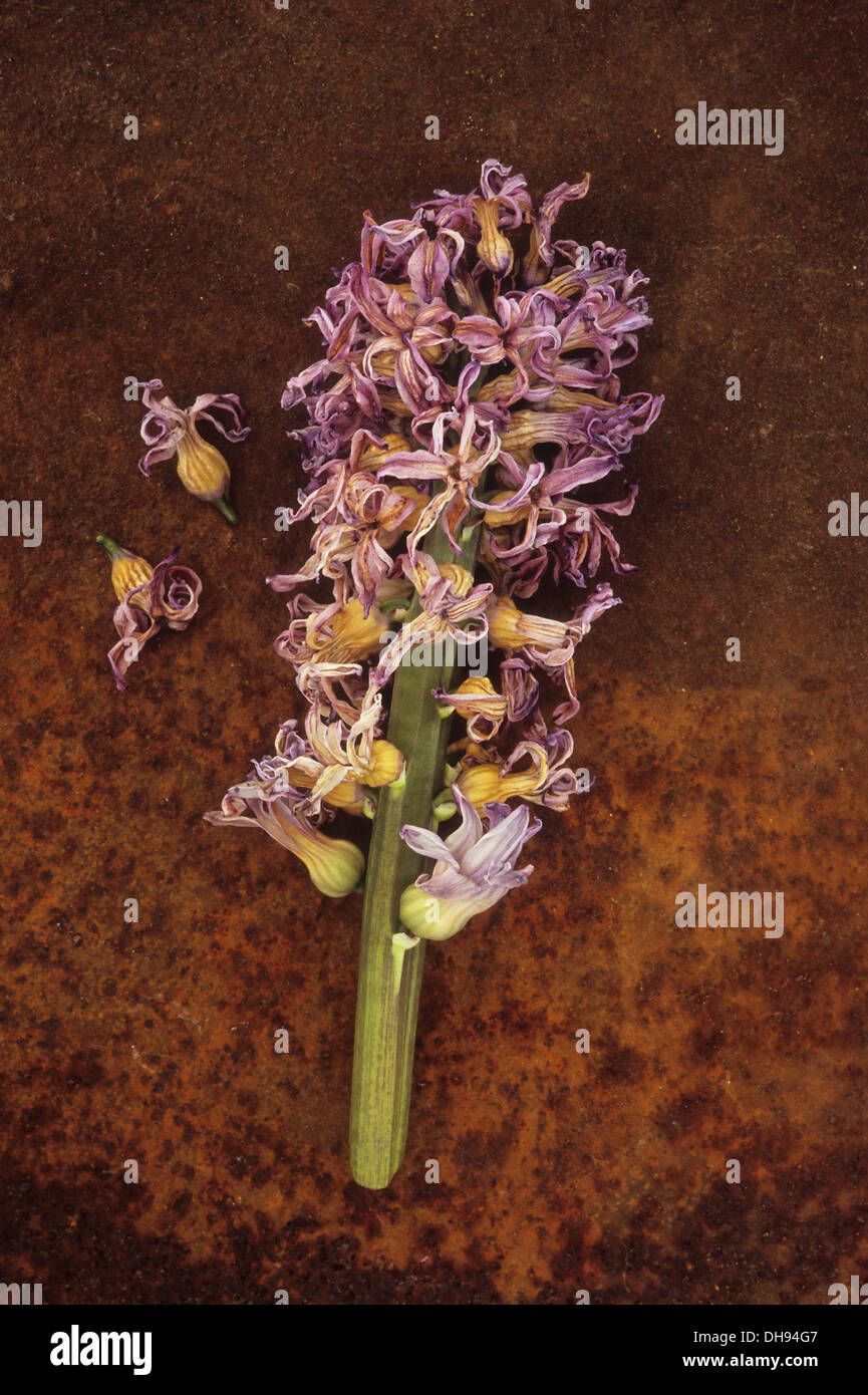 Jacinthe, Hyacinthus cultivar. Morts et s'est évanoui capitule allongé sur rusty metal feuille avec deux fleurs individuelles se trouvant à côté. Banque D'Images