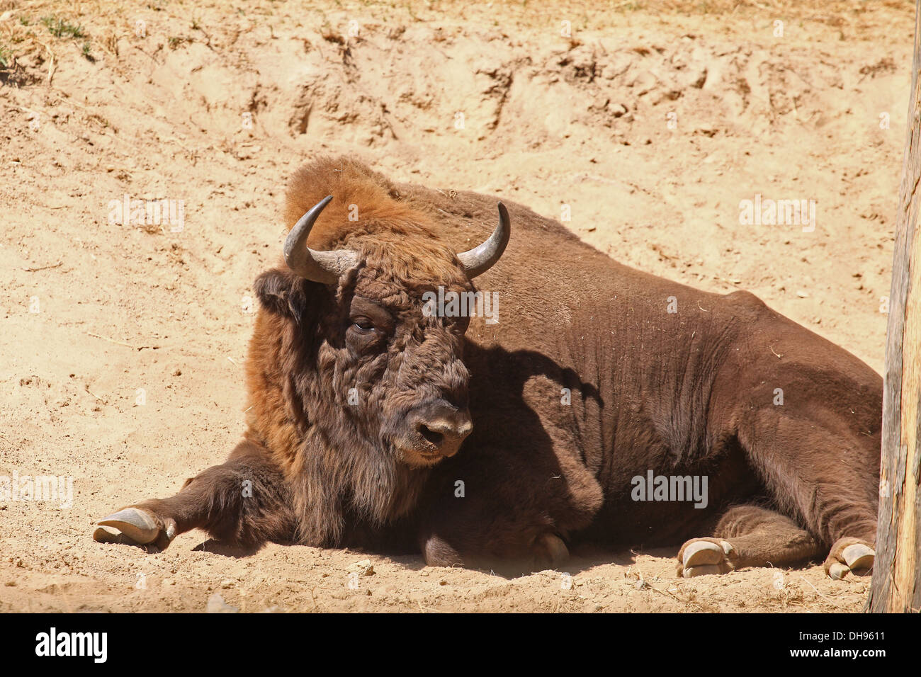 Bison d'Europe (Bison bison bonasus). Emplacement : Bison réserver Lovce - Topolcianky Tribec, montagnes, la Slovaquie. Banque D'Images