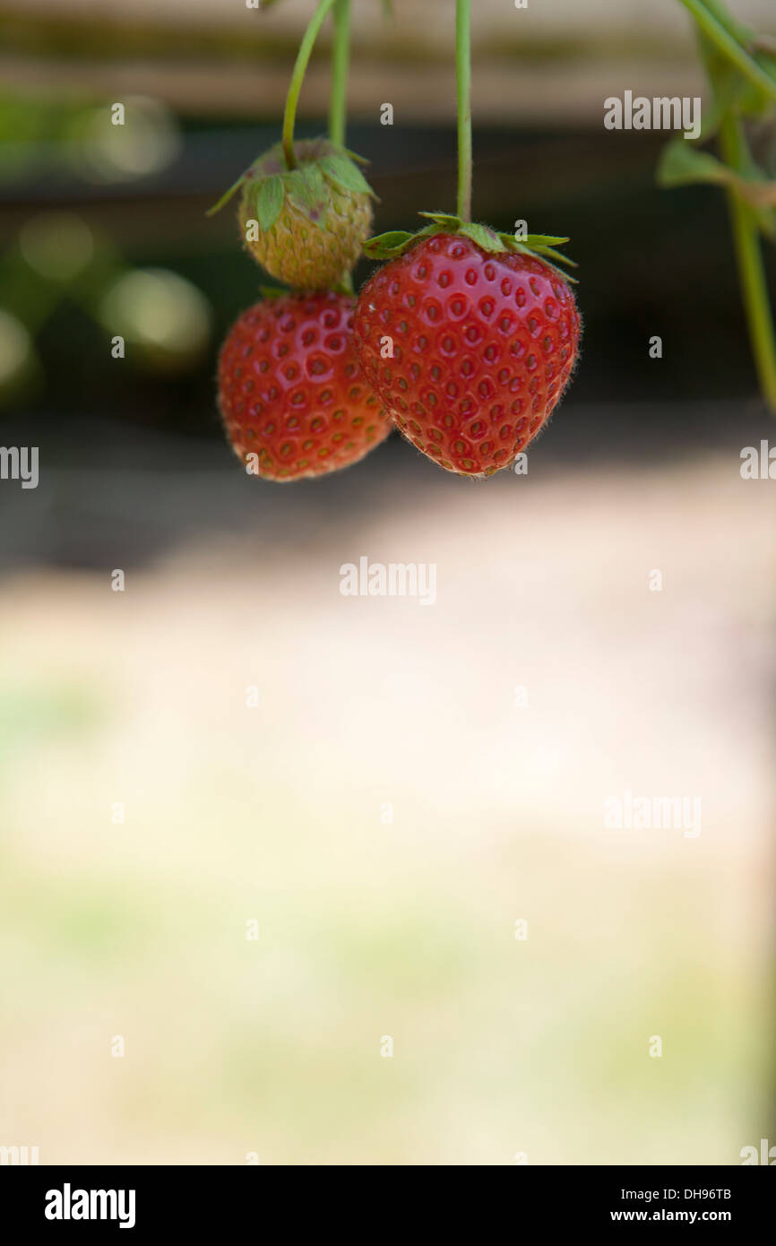 Fraises, Banque D'Images
