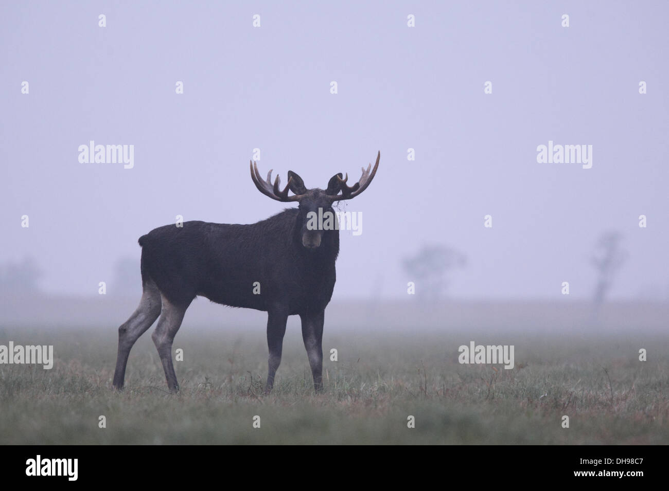 Bull Elk puissant (Alces alces) en début de matinée. L'Europe, l'Estonie Banque D'Images