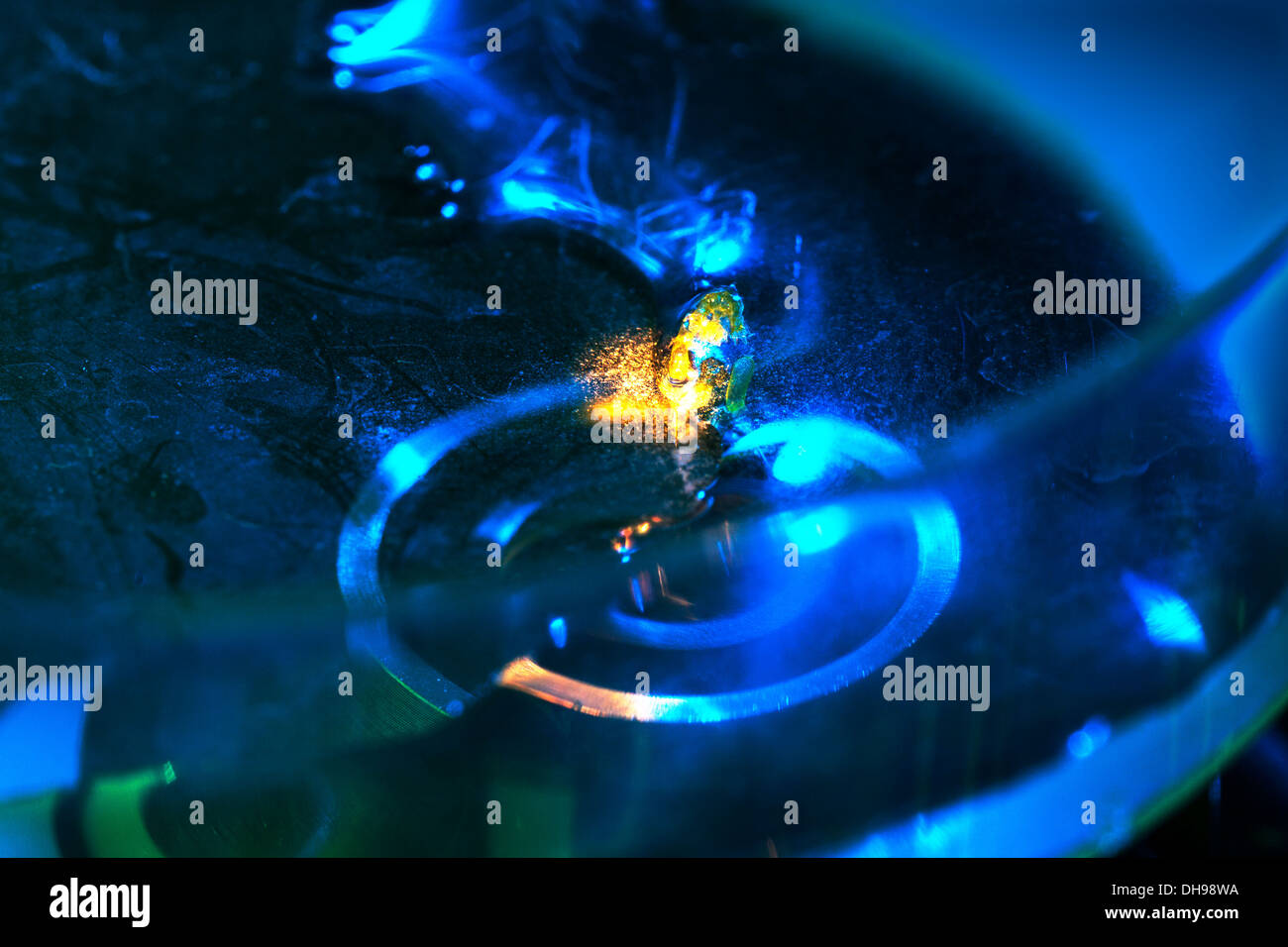 Recherches sur le flux cytoplasmique. Cellules de Chara corallines de plantes aquatiques en boîte de Pétri sous objectif de microscope. ROYAUME-UNI Banque D'Images