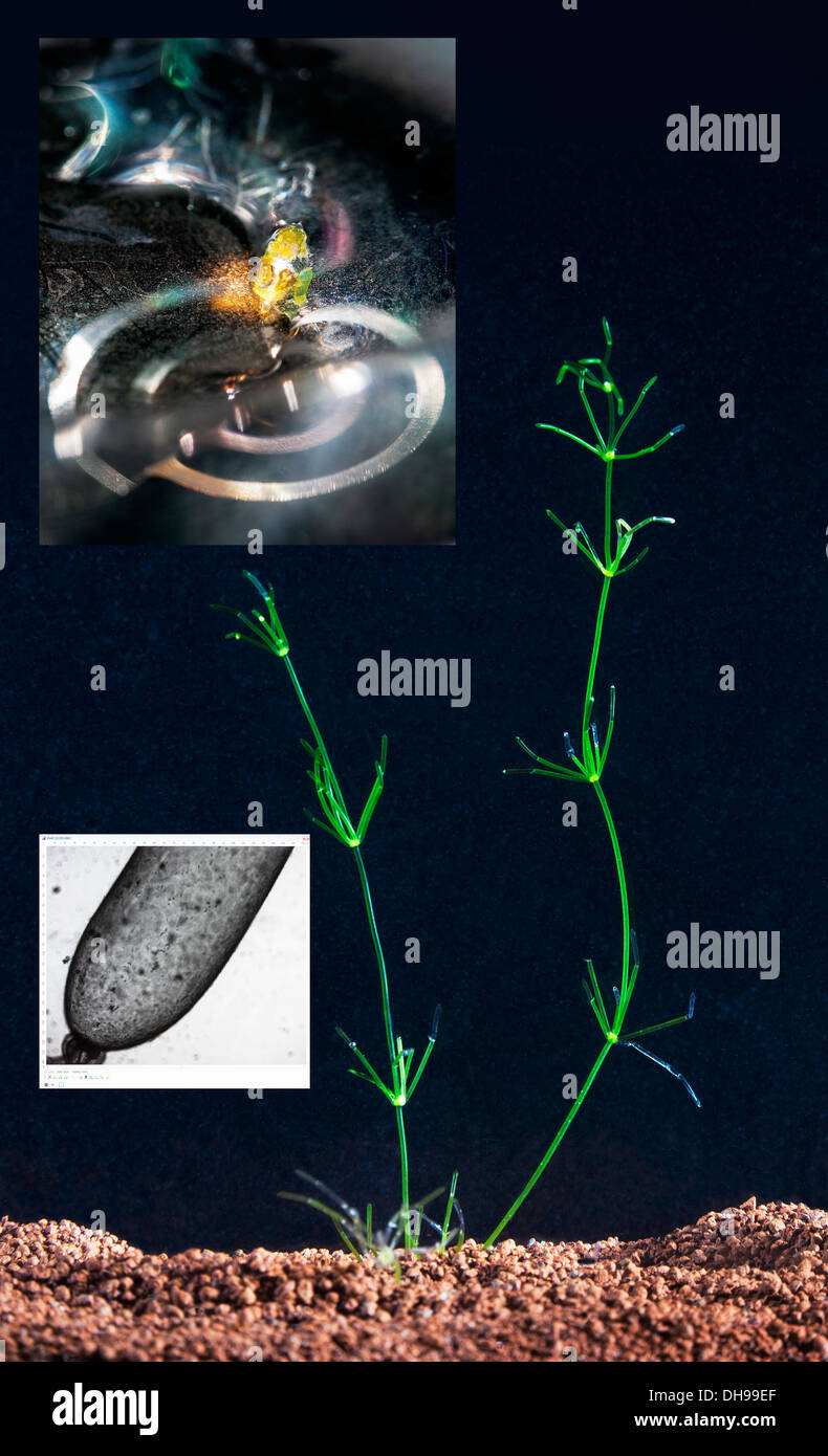 Composite. Recherches sur le flux cytoplasmique à l'aide d'algues aquatiques à cellules géantes d'eau douce Chara corallines en gros plan et au microscope. Usage médical Banque D'Images