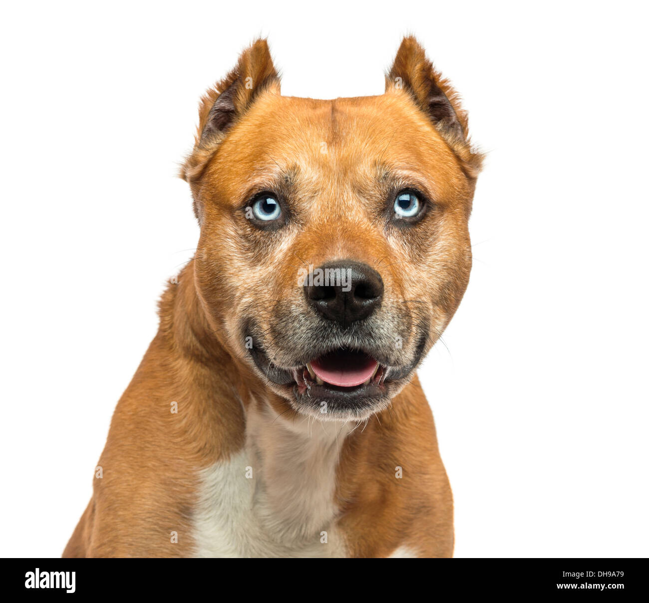 Close-up d'un American Staffordshire Terrier contre fond blanc Banque D'Images