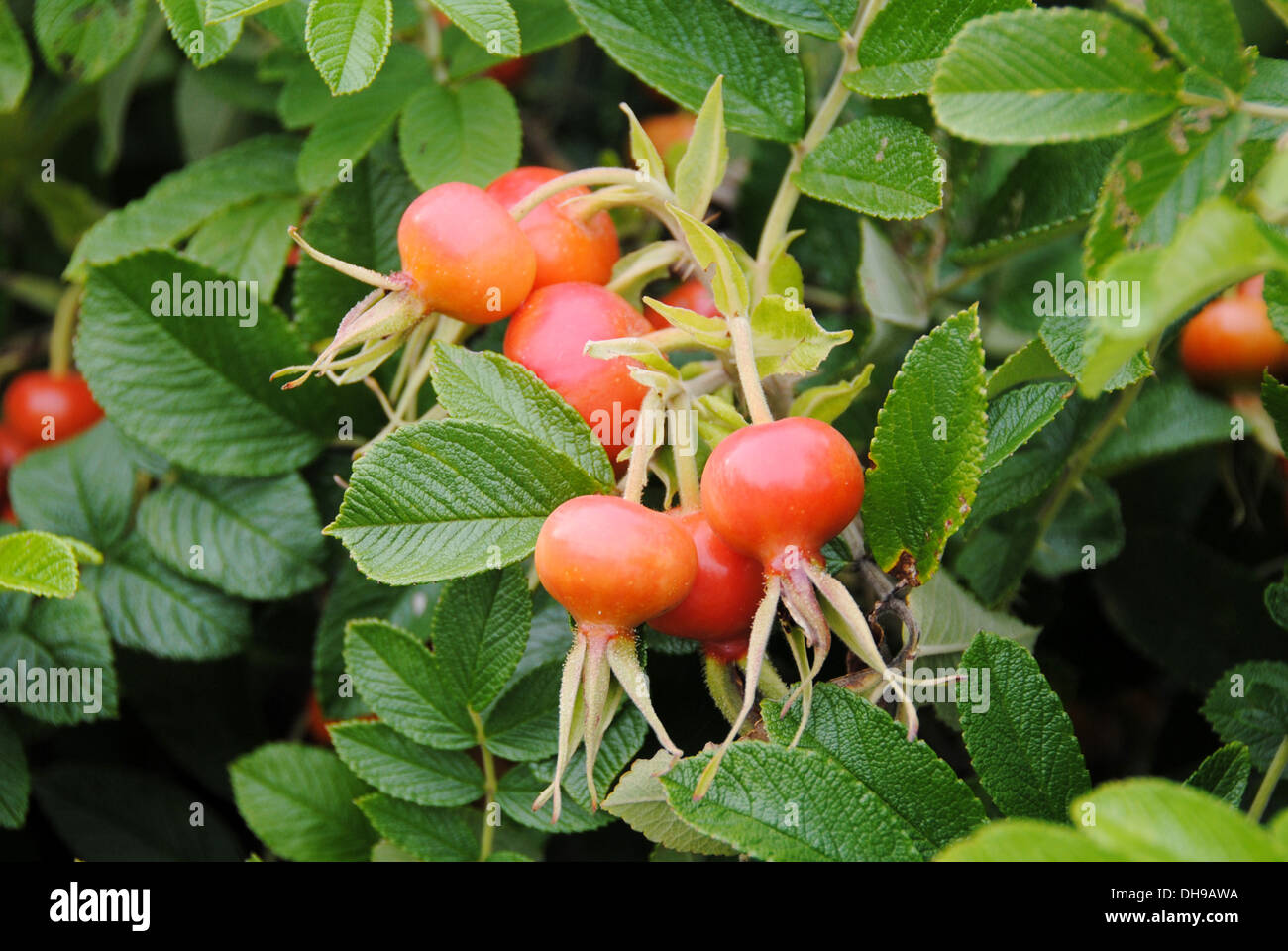 Gros plan des fruits de mer classiques (hanches roses) à l'automne, Cape Cod ma. Banque D'Images