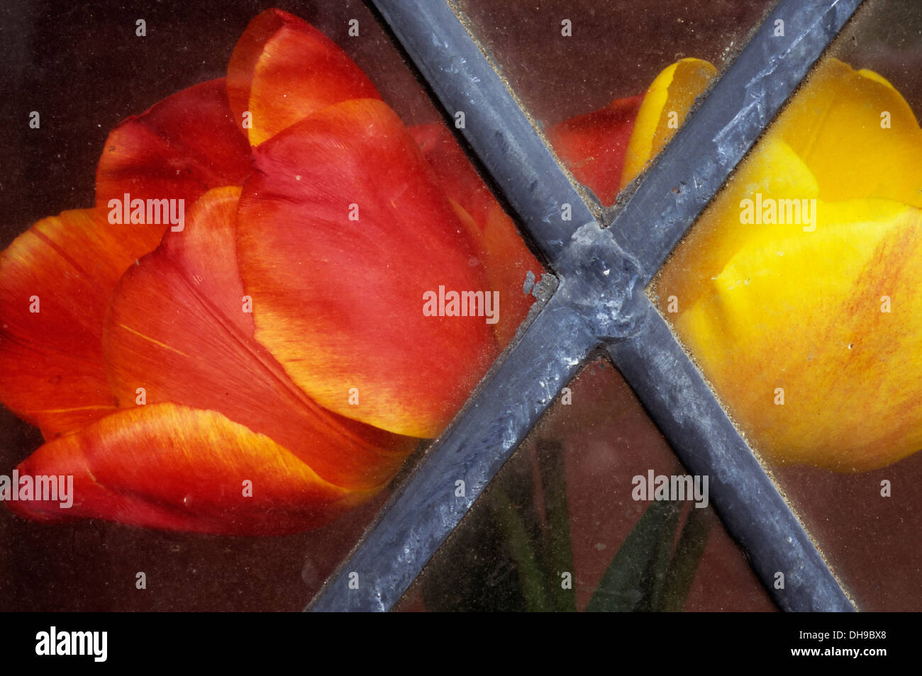 Tulipe Tulipa 'Bellone' et 'Tulipa Keizerskroon'. Tulipes rouges et jaunes vue si sale, au plomb de diamants fenêtre. Banque D'Images