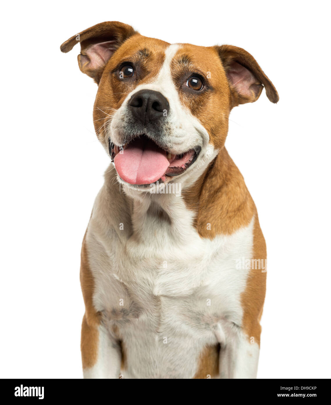 Close-up d'un bulldog américain haletant contre fond blanc Banque D'Images