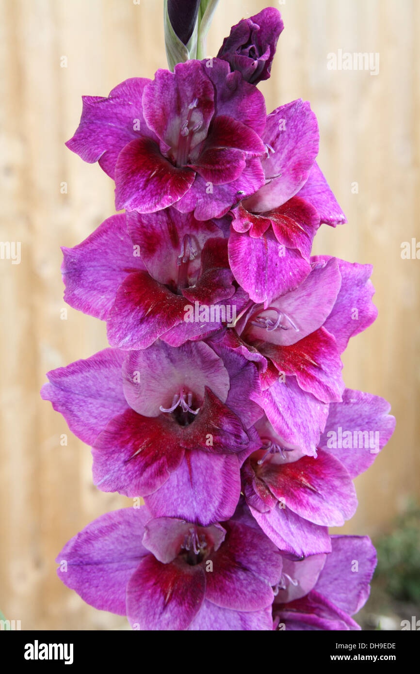 Glaïeul (Gladiolus communis) Fleurs Banque D'Images