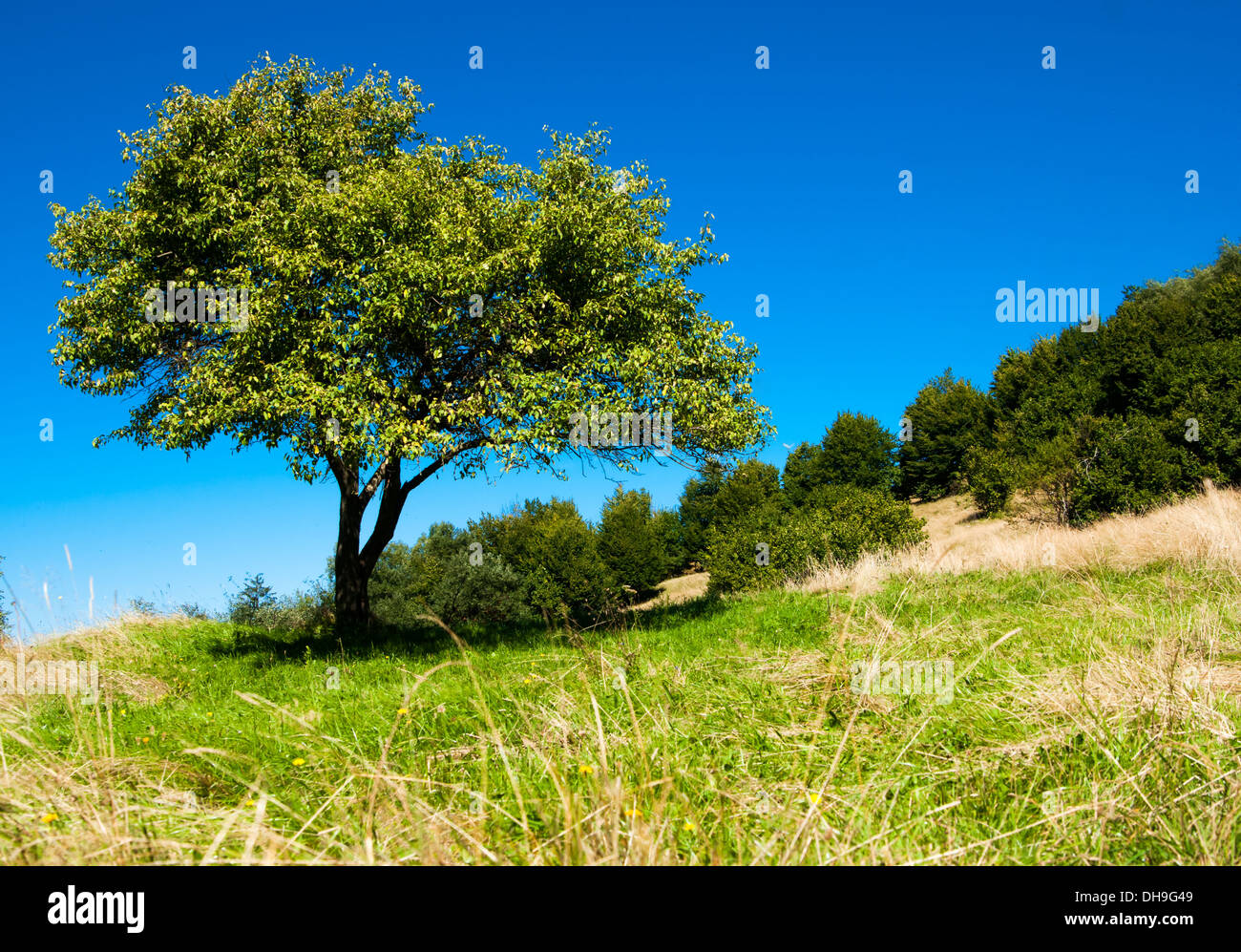 Un arbre solitaire sur champ vert en été. Banque D'Images