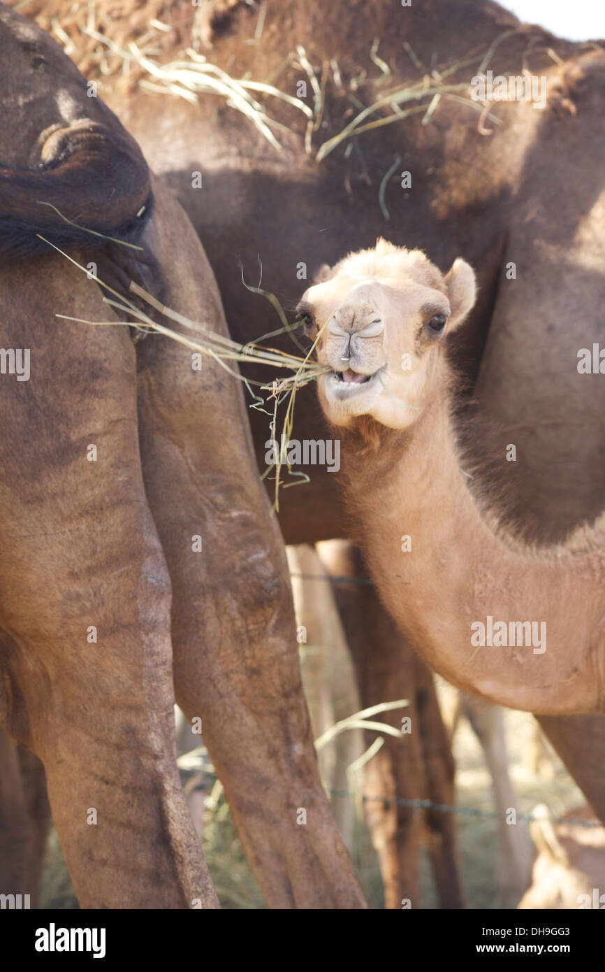 Un bébé chameau mange son souper chez les adultes à une ferme de chameaux dans le désert de Liwa, Abu Dhabi, Émirats Arabes Unis Banque D'Images