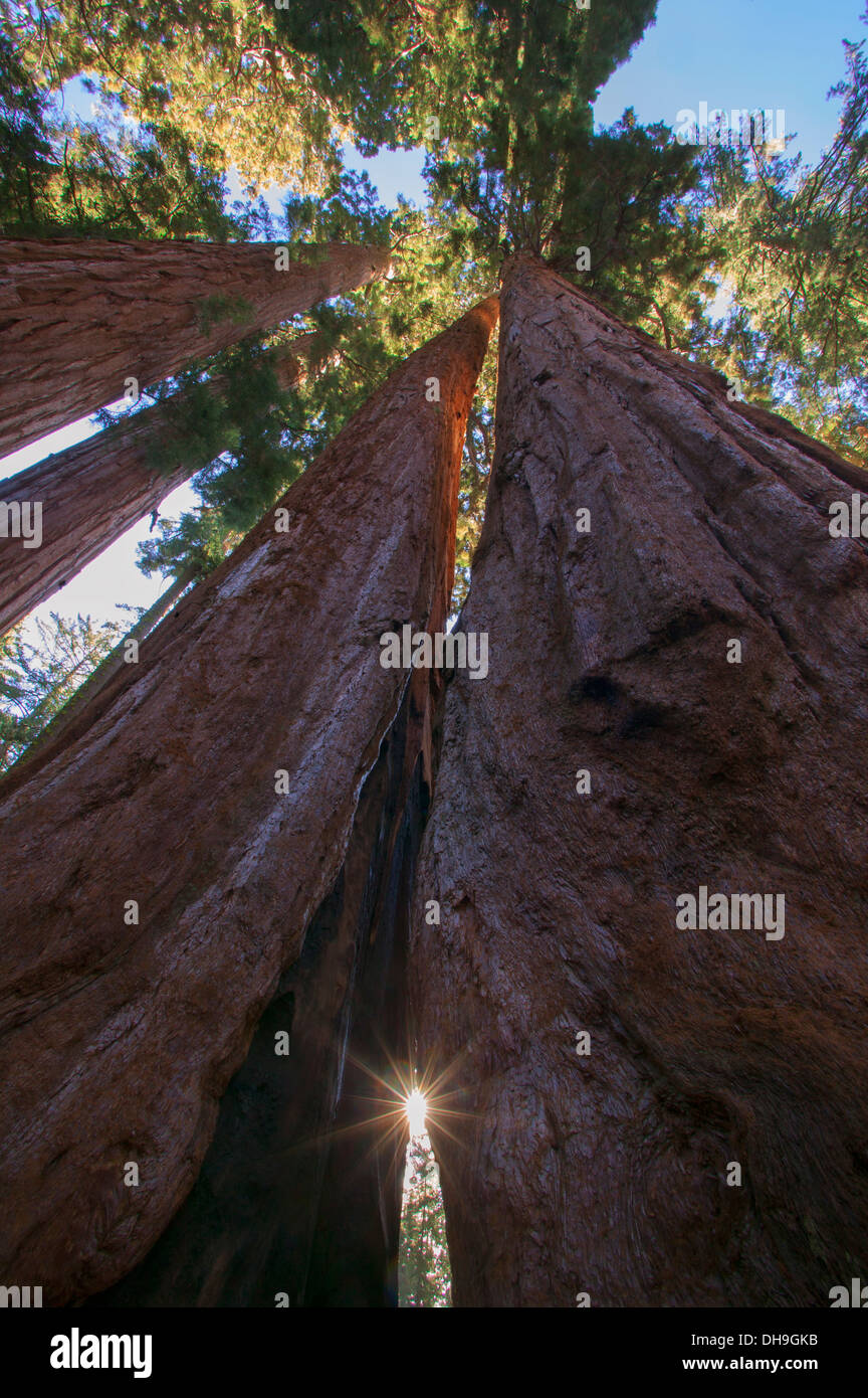Les arbres Séquoia géant à Sequoia National Park, Californie. Banque D'Images