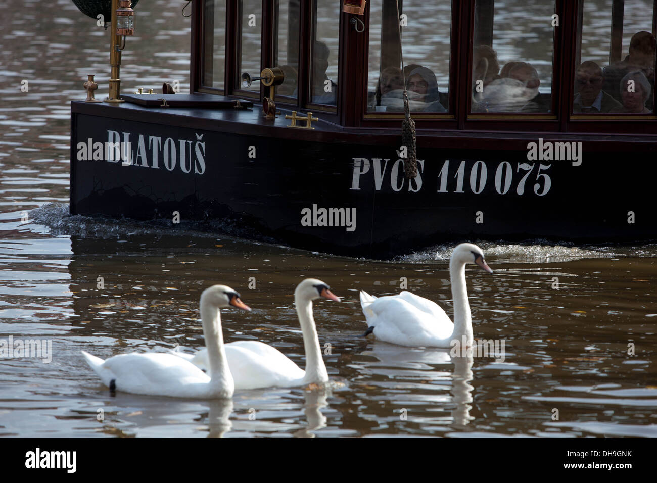 Trois cygnes passent en bateau avec les touristes Prague Vltava River Banque D'Images