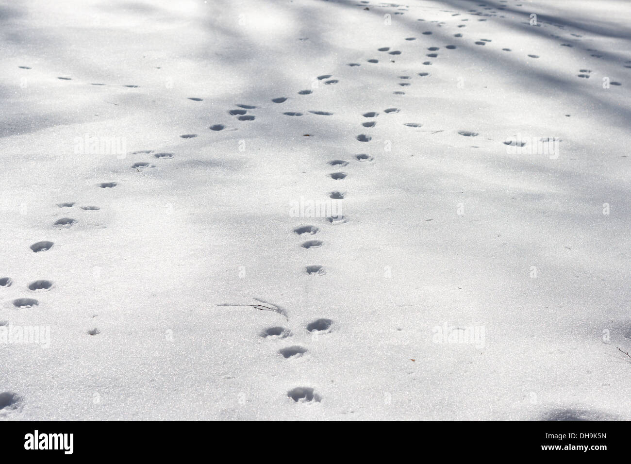 Des empreintes de chien à la neige Banque D'Images