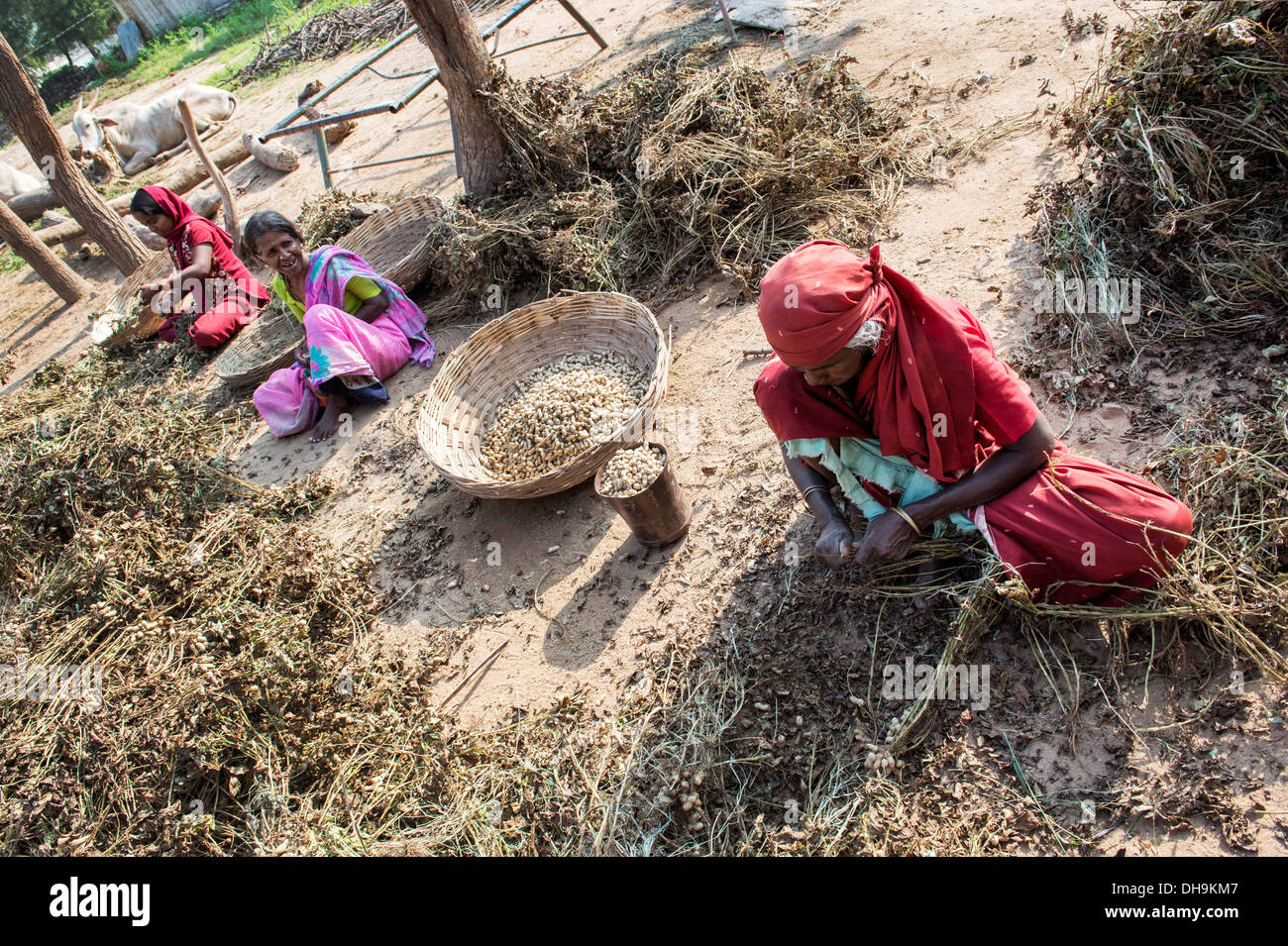 Les femmes indiennes de la récolte d'arachides dans un village indien rual. L'Andhra Pradesh, Inde Banque D'Images