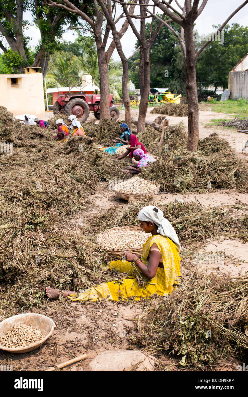 Les femmes indiennes de la récolte d'arachides dans un village indien rual. L'Andhra Pradesh, Inde Banque D'Images