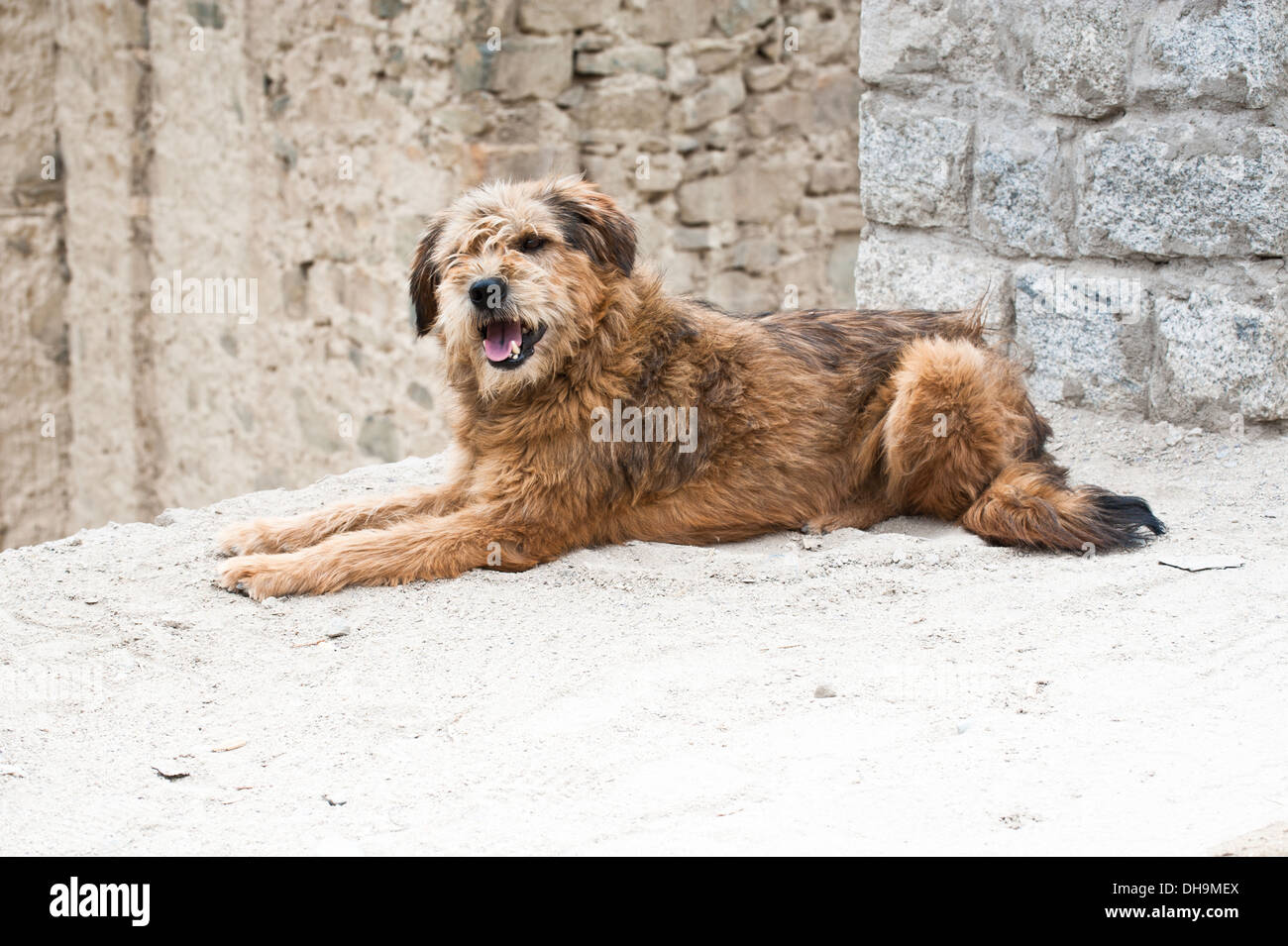 L'élevage de l'himalaya chien détente à Leh, rue de la ville. L'Inde, Ladakh Banque D'Images