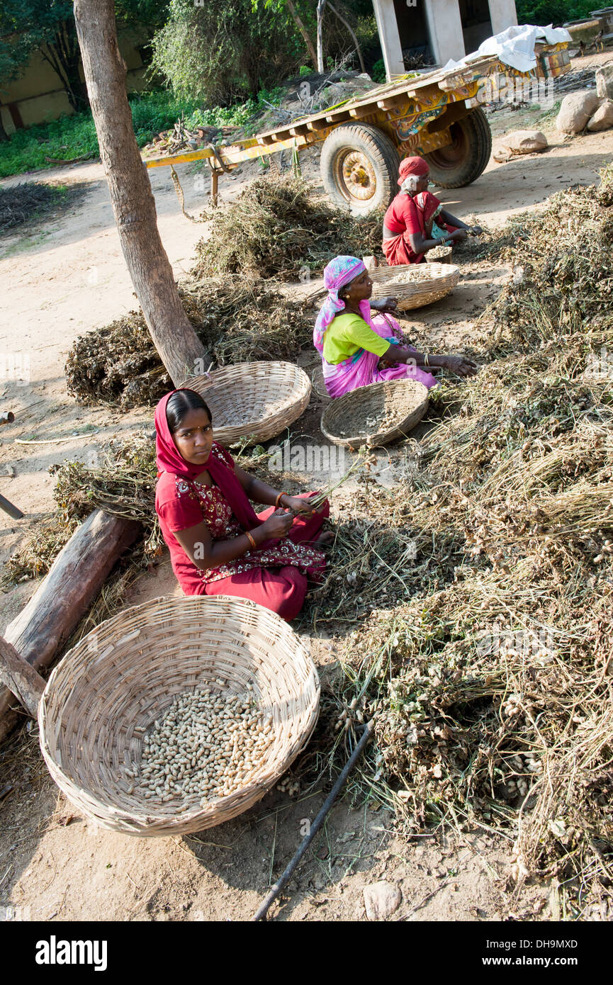 Les femmes indiennes de la récolte d'arachides dans un village de l'Inde rurale. L'Andhra Pradesh, Inde Banque D'Images