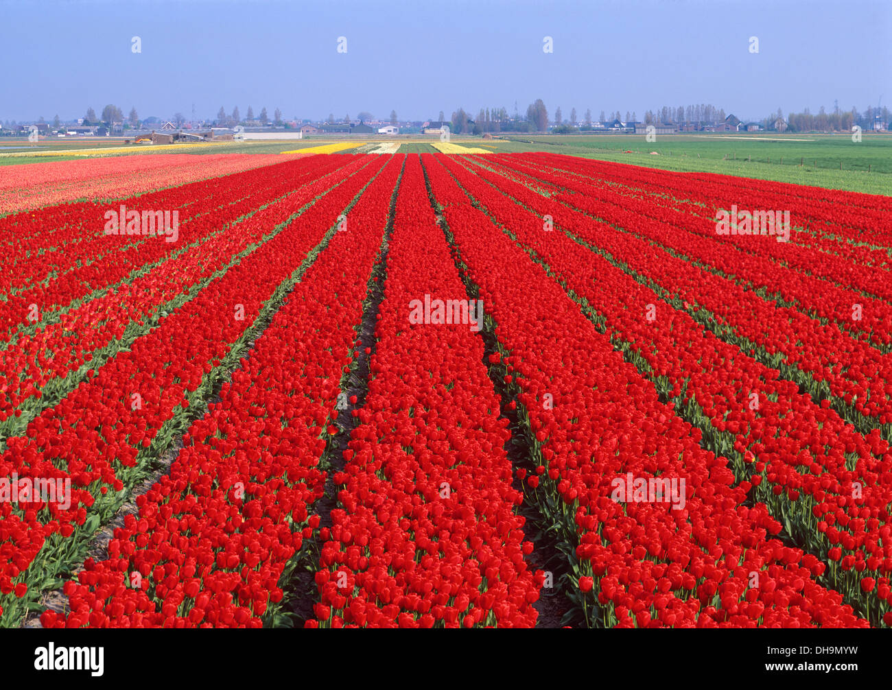 Champs de tulipes, Pays-Bas Banque D'Images