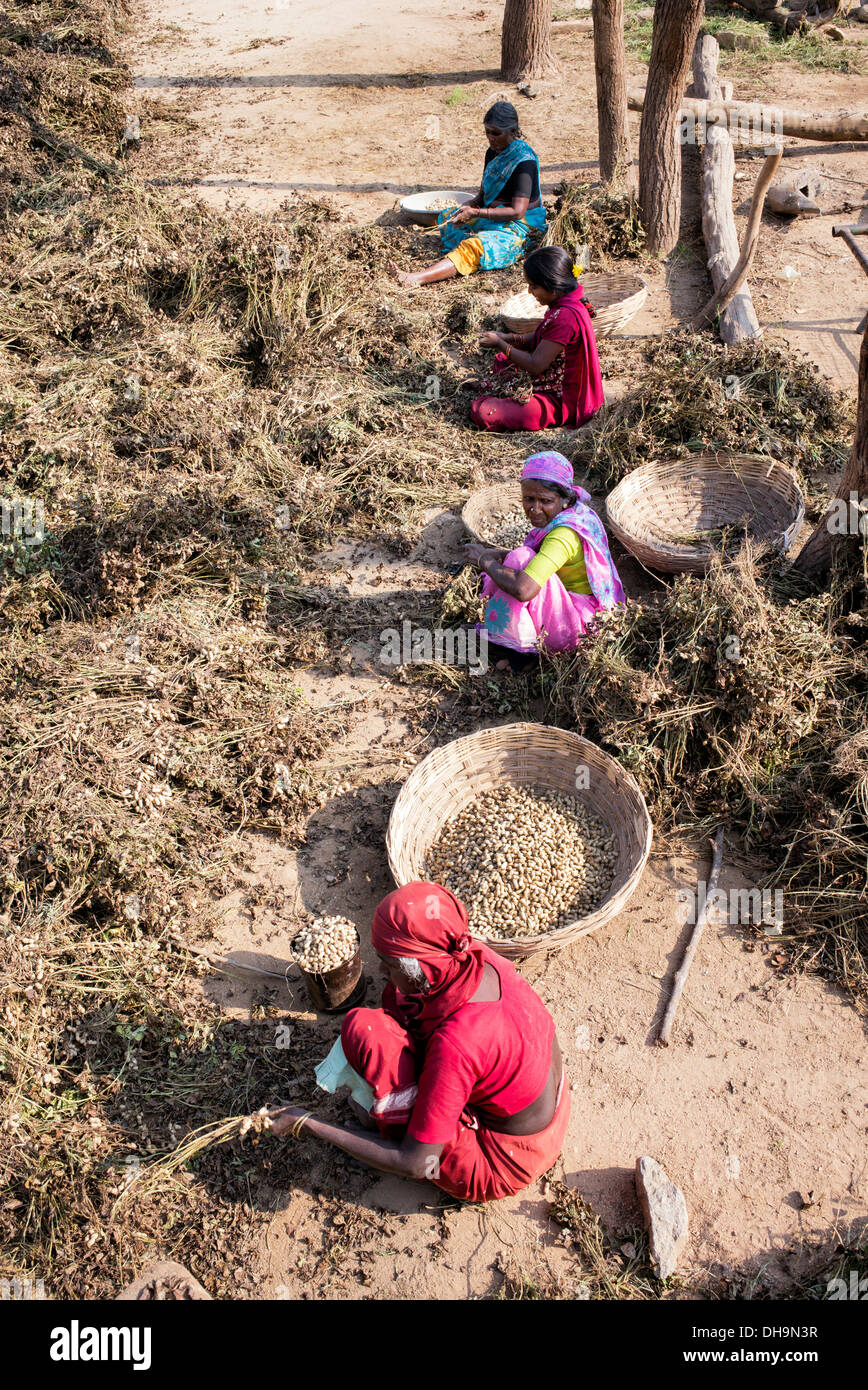 Les femmes indiennes de la récolte d'arachides dans un village de l'Inde rurale. L'Andhra Pradesh, Inde Banque D'Images