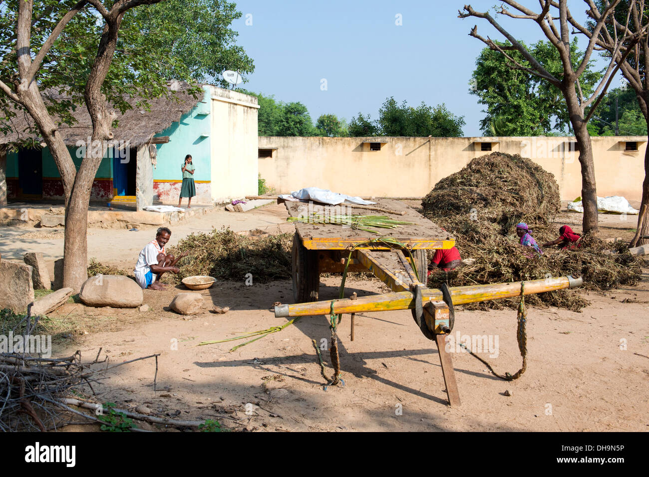 Les femmes indiennes de la récolte d'arachides dans un village de l'Inde rurale. L'Andhra Pradesh, Inde Banque D'Images