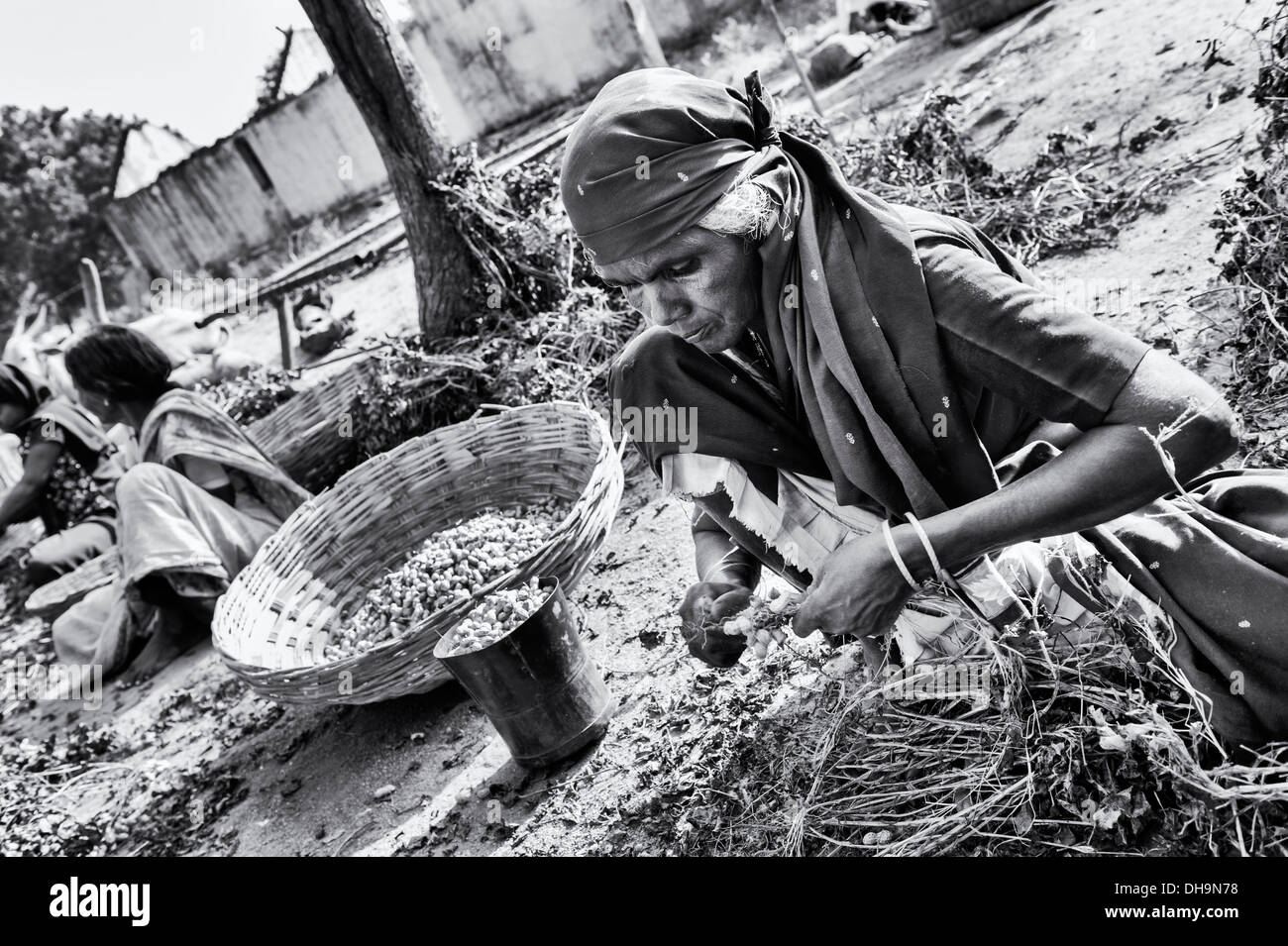 Les femmes indiennes de la récolte d'arachides dans un village de l'Inde rurale. L'Andhra Pradesh, Inde. Monochrome Banque D'Images