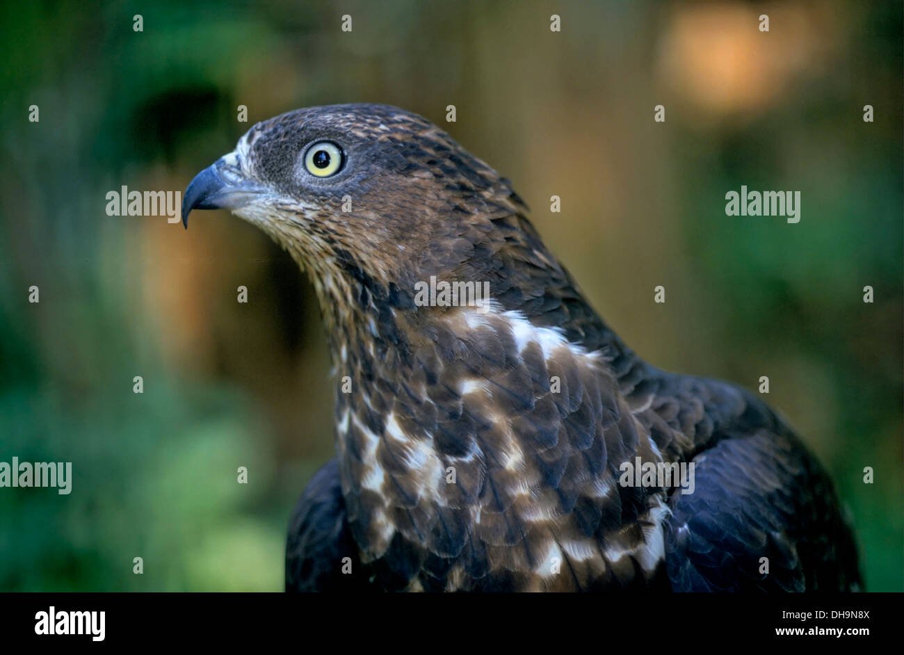 Buzzard Pernis apivorus (miel), (Pernis apivorus) Wespenbussard Banque D'Images