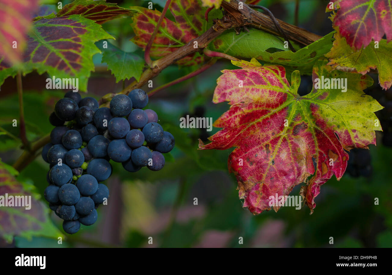 Couleurs d'automne dynamique de raisins et de feuilles de vigne sur un Banque D'Images