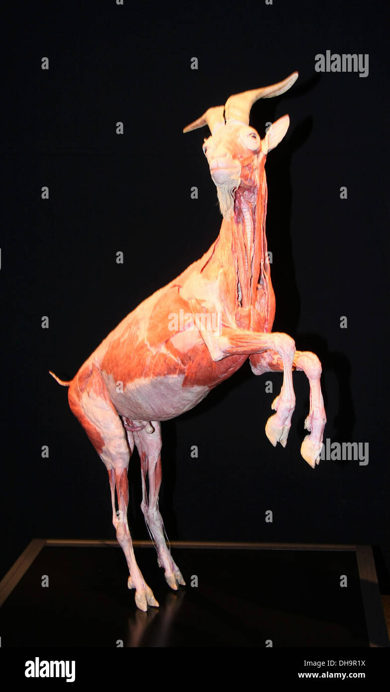 Plastinated au chèvre Animal 'Inside Out' au salon d'exposition du Musée d'Histoire Naturelle dispose d'environ 100 plastinate Banque D'Images