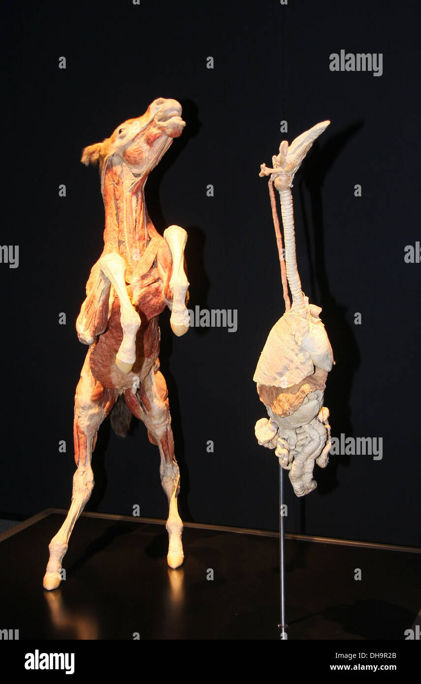 Plastinated au poulain "Animal Inside Out' au salon d'exposition du Musée d'Histoire Naturelle dispose d'environ 100 plastinate Banque D'Images