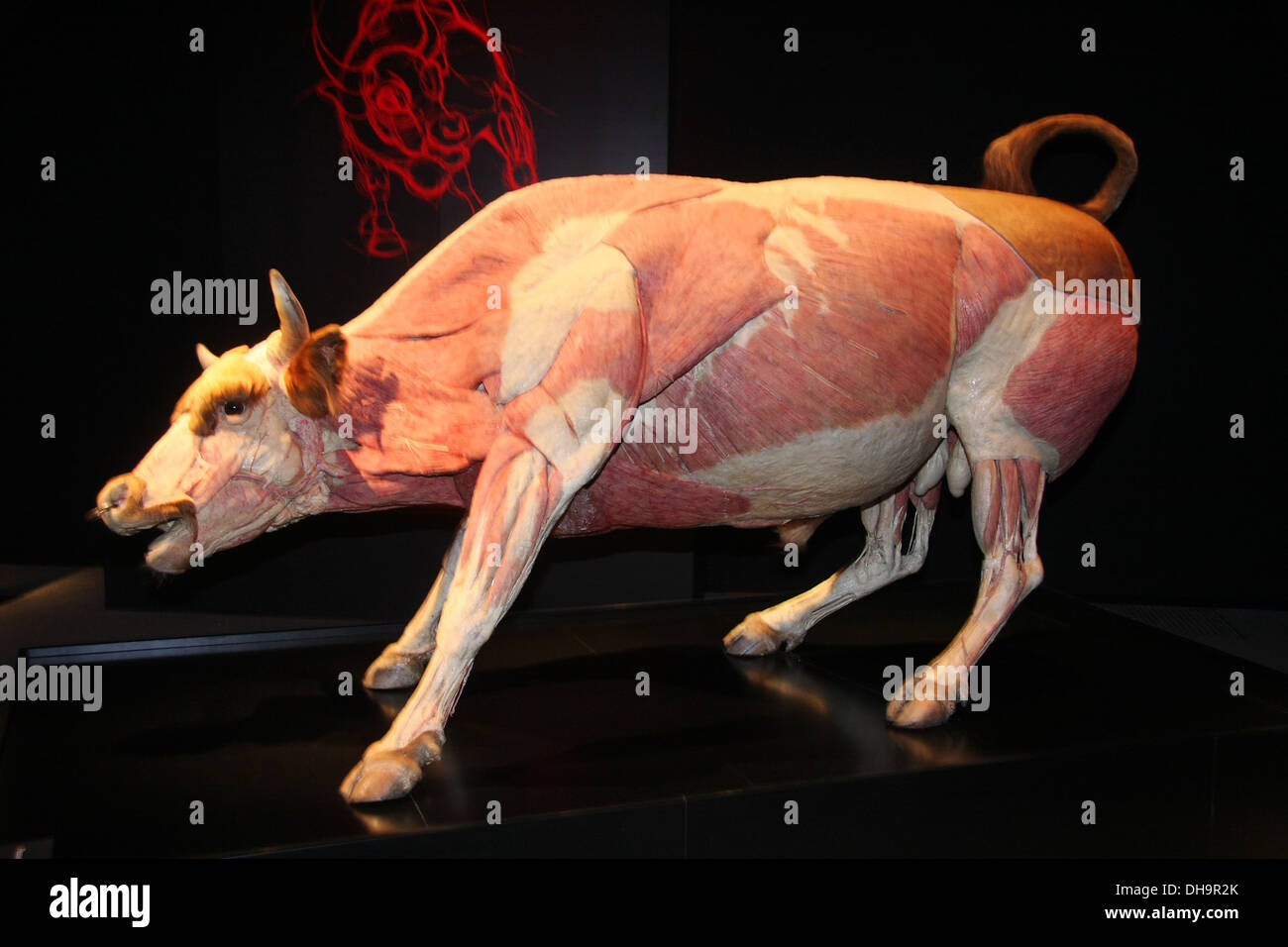Plastinated bull à "Animal Inside Out' au salon d'exposition du Musée d'Histoire Naturelle dispose d'environ 100 plastinate Banque D'Images