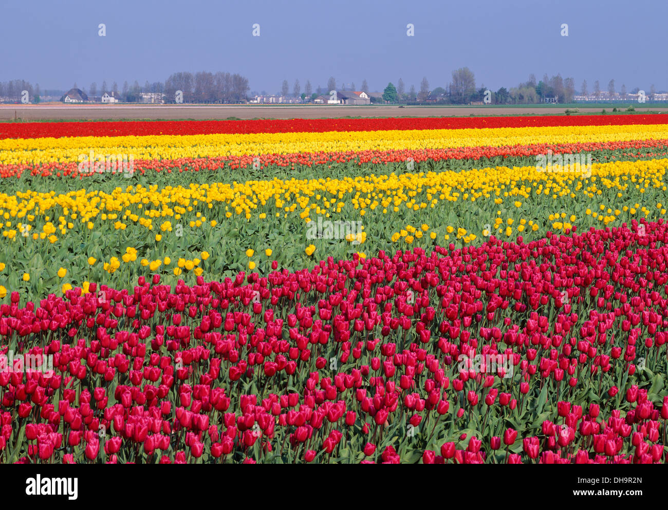 Champ de tulipes, Pays-Bas Banque D'Images