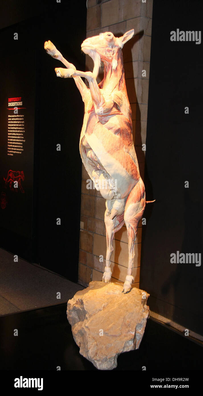 Plastinated au chèvre Animal 'Inside Out' au salon d'exposition du Musée d'Histoire Naturelle dispose d'environ 100 plastinate Banque D'Images