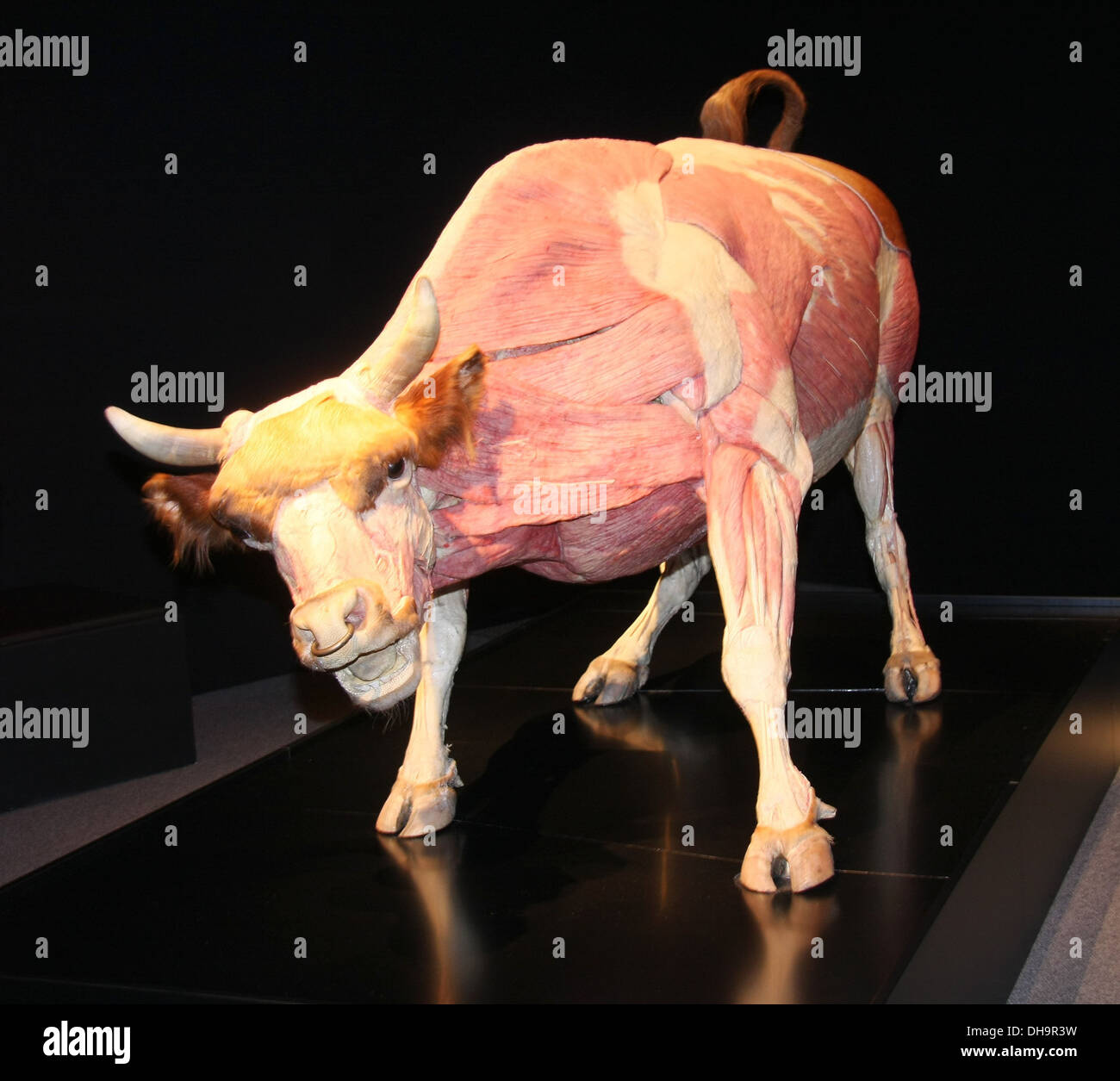 Plastinated bull à "Animal Inside Out' au salon d'exposition du Musée d'Histoire Naturelle dispose d'environ 100 plastinate Banque D'Images