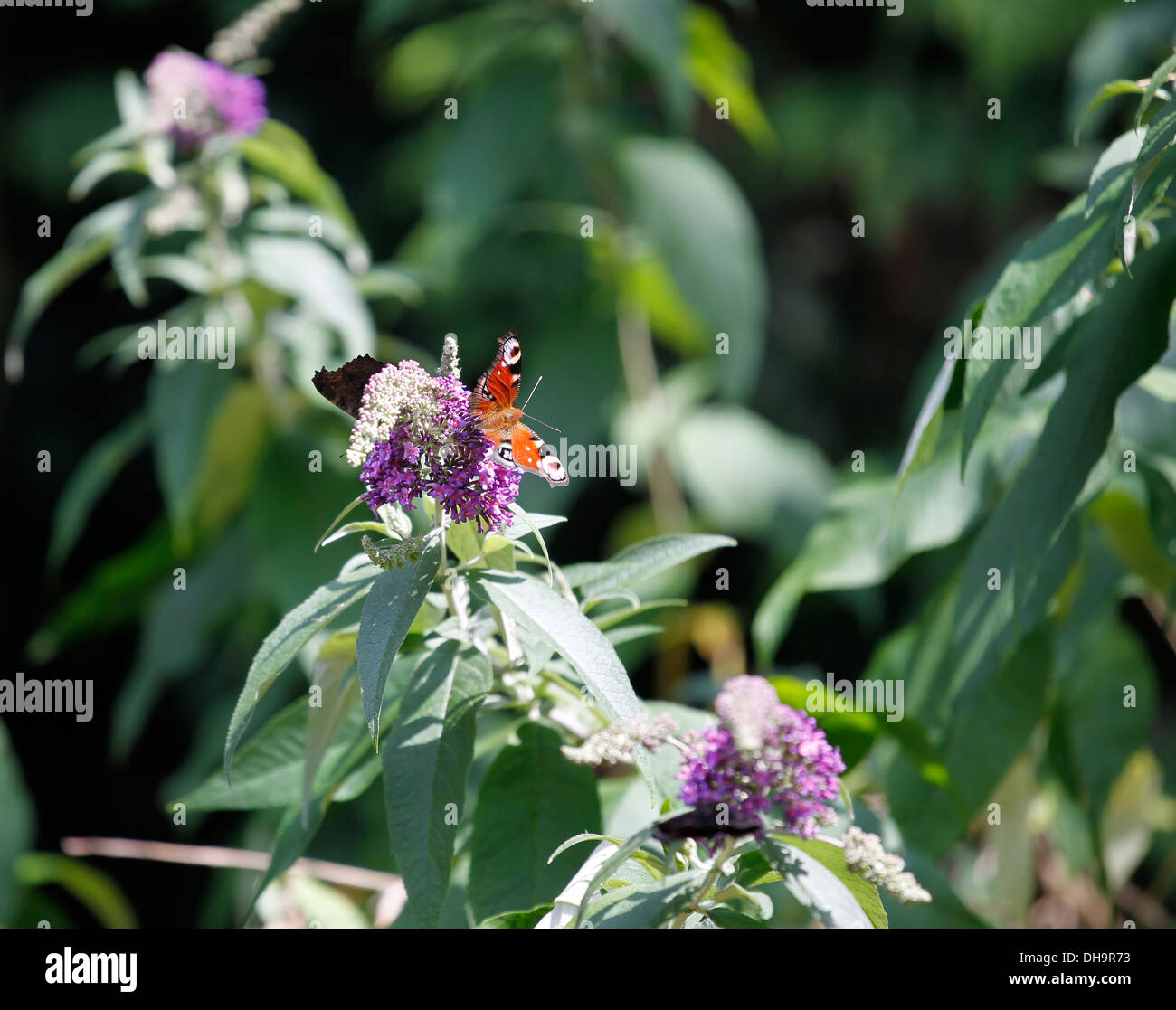 Dagpauwoog papillon (Peacock) sur les fleurs en été Banque D'Images