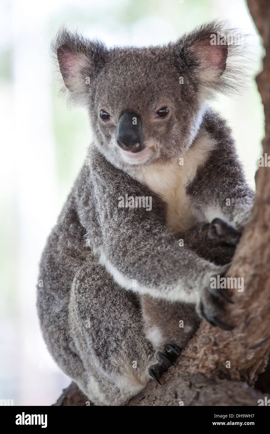 Un Koala assis dans un arbre Banque D'Images