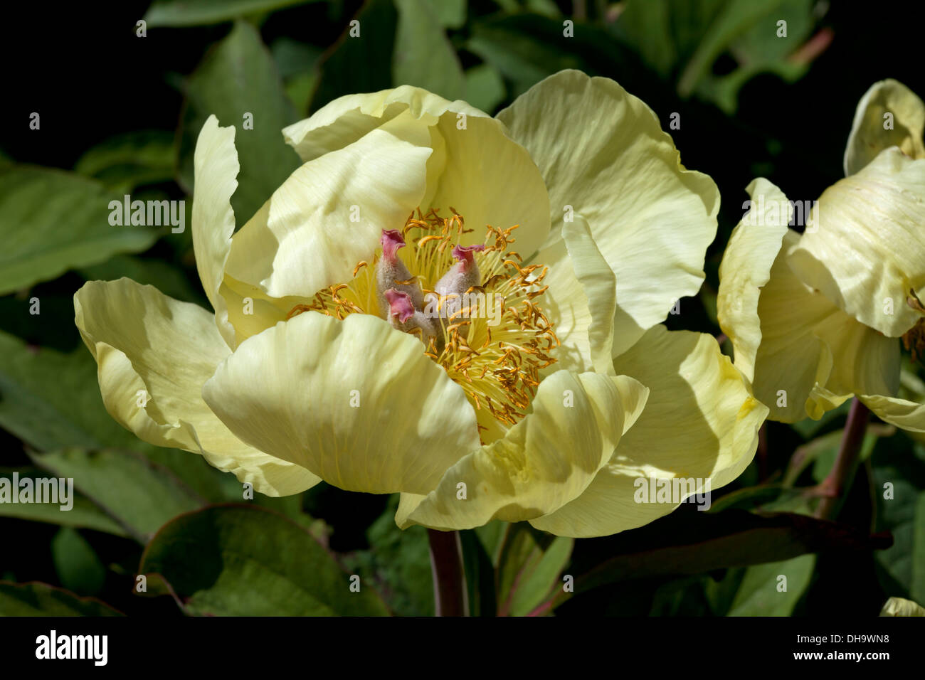 Paeonia 'High Noon' Banque D'Images