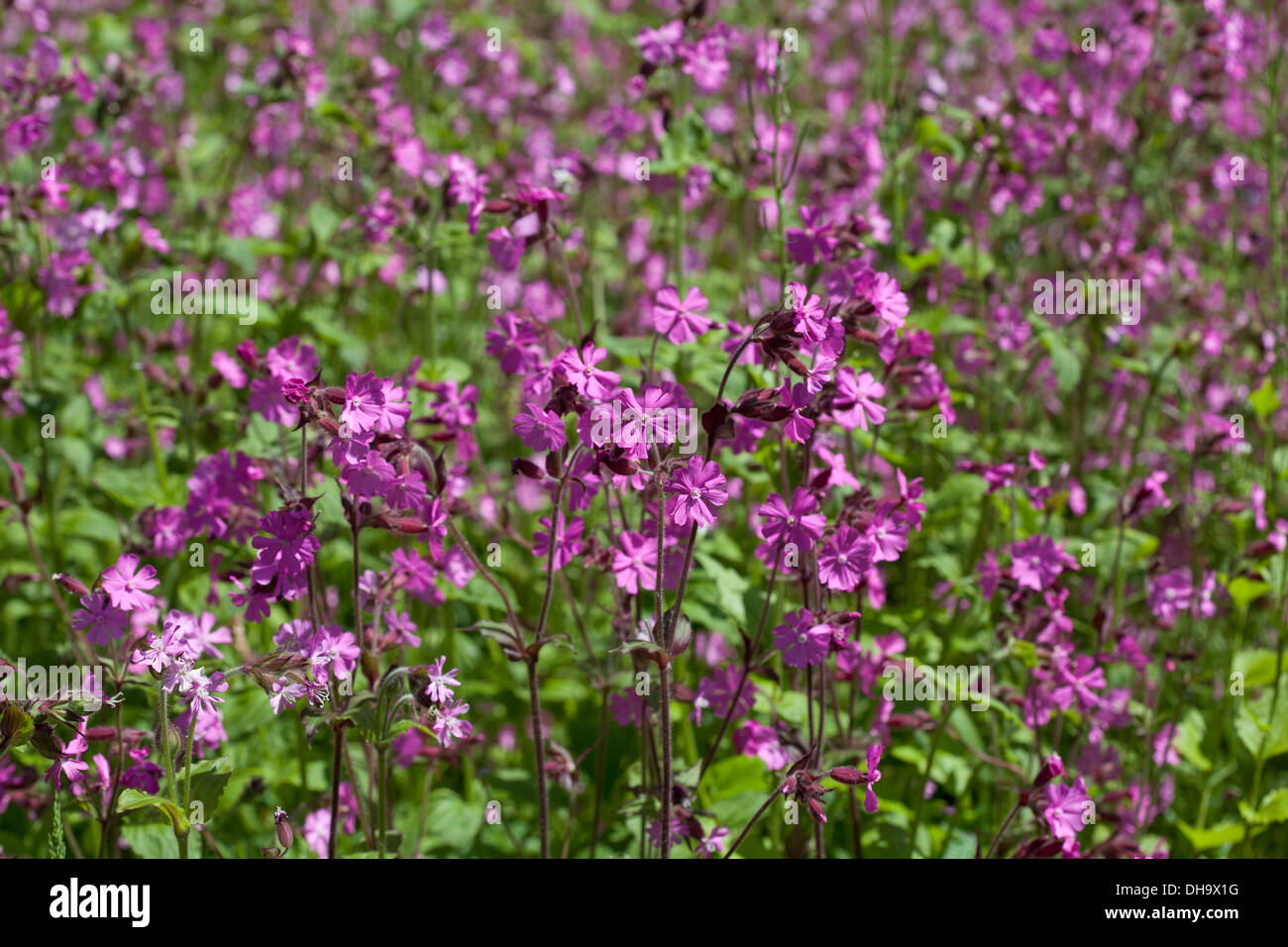 Silene dioica - red campion Banque D'Images
