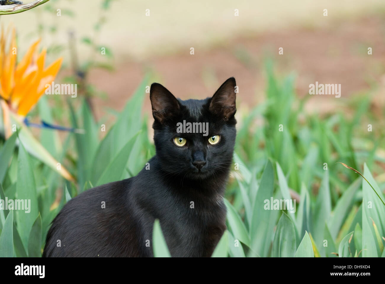 Un beau chat noir de 6 mois sauvée d'un refuge en Afrique du Sud l'extérieur looking at camera. Banque D'Images