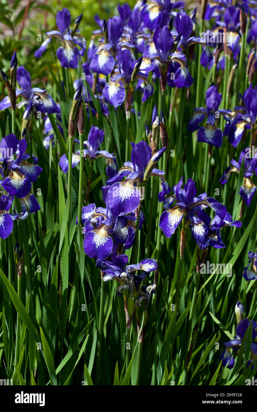 Iris sibirica 'cher Delight' Banque D'Images