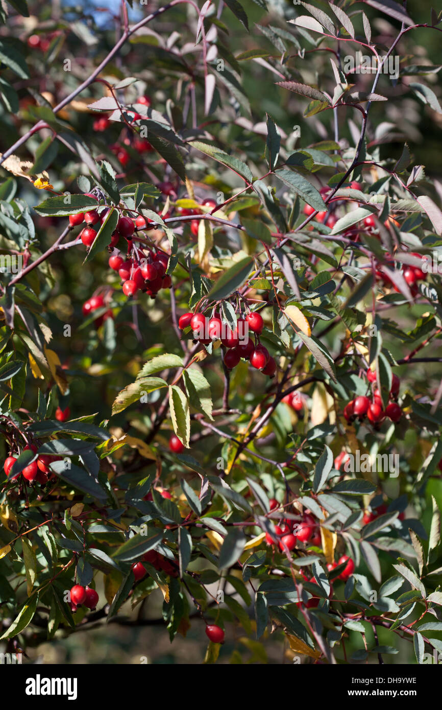 L'églantier de Rosa rubrifolia Banque D'Images