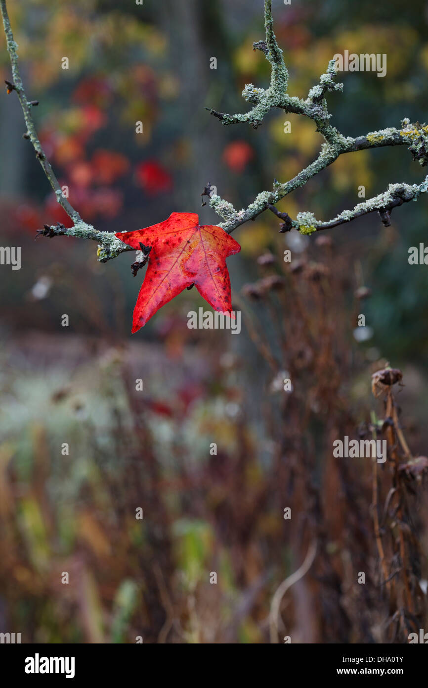 Fallen Leaf de liquidambar sur branche couverte de lichen Banque D'Images