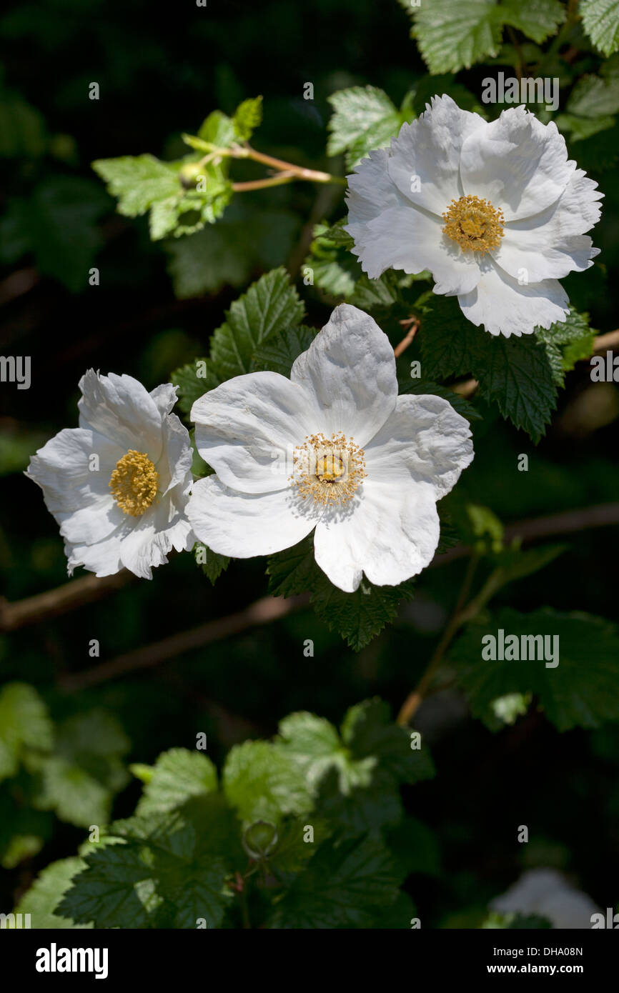 'Sissinghurst' Rubus Tridel berry - RHS AGM Banque D'Images