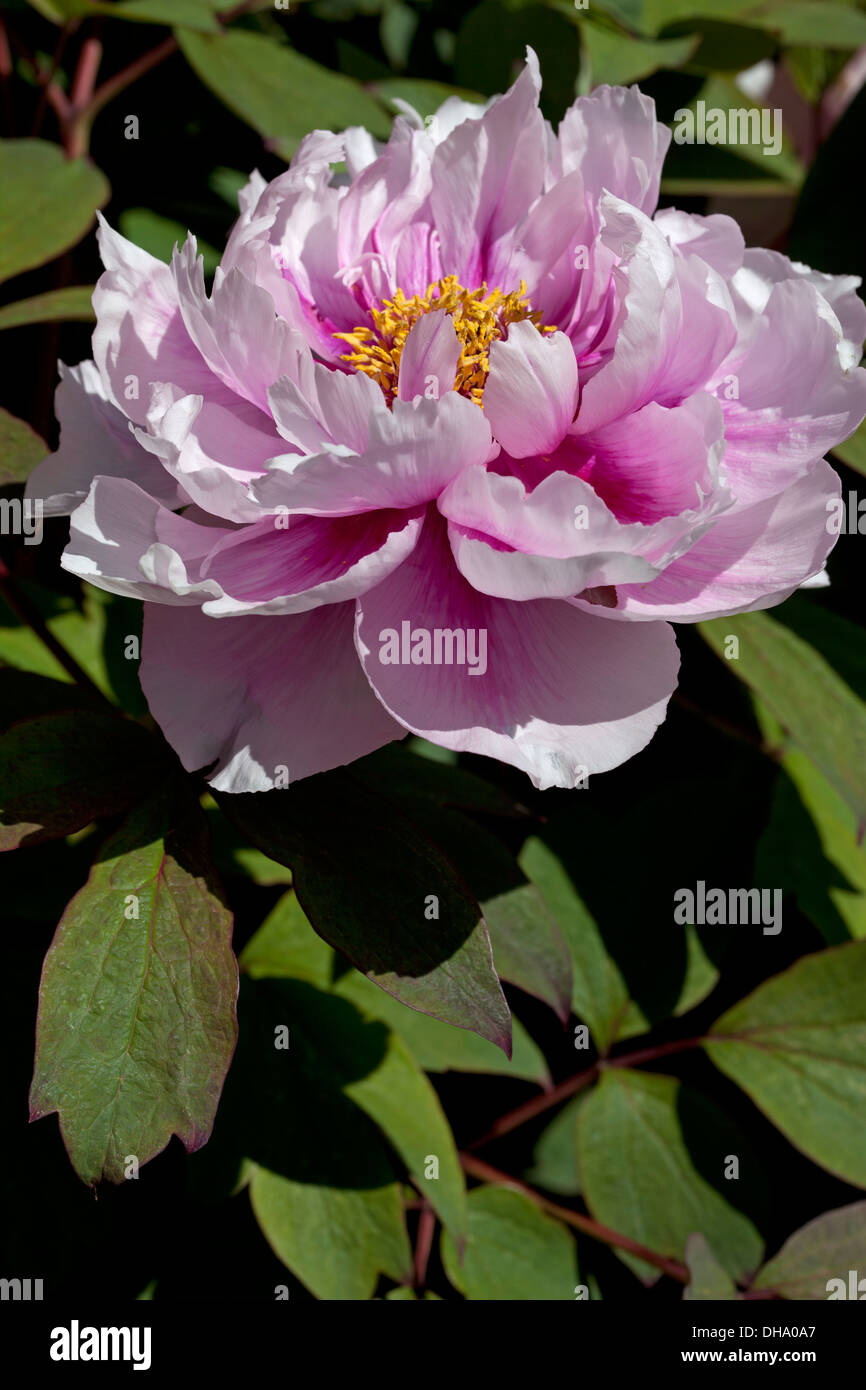 Paeonia suffruticosa var. roseo superba Banque D'Images