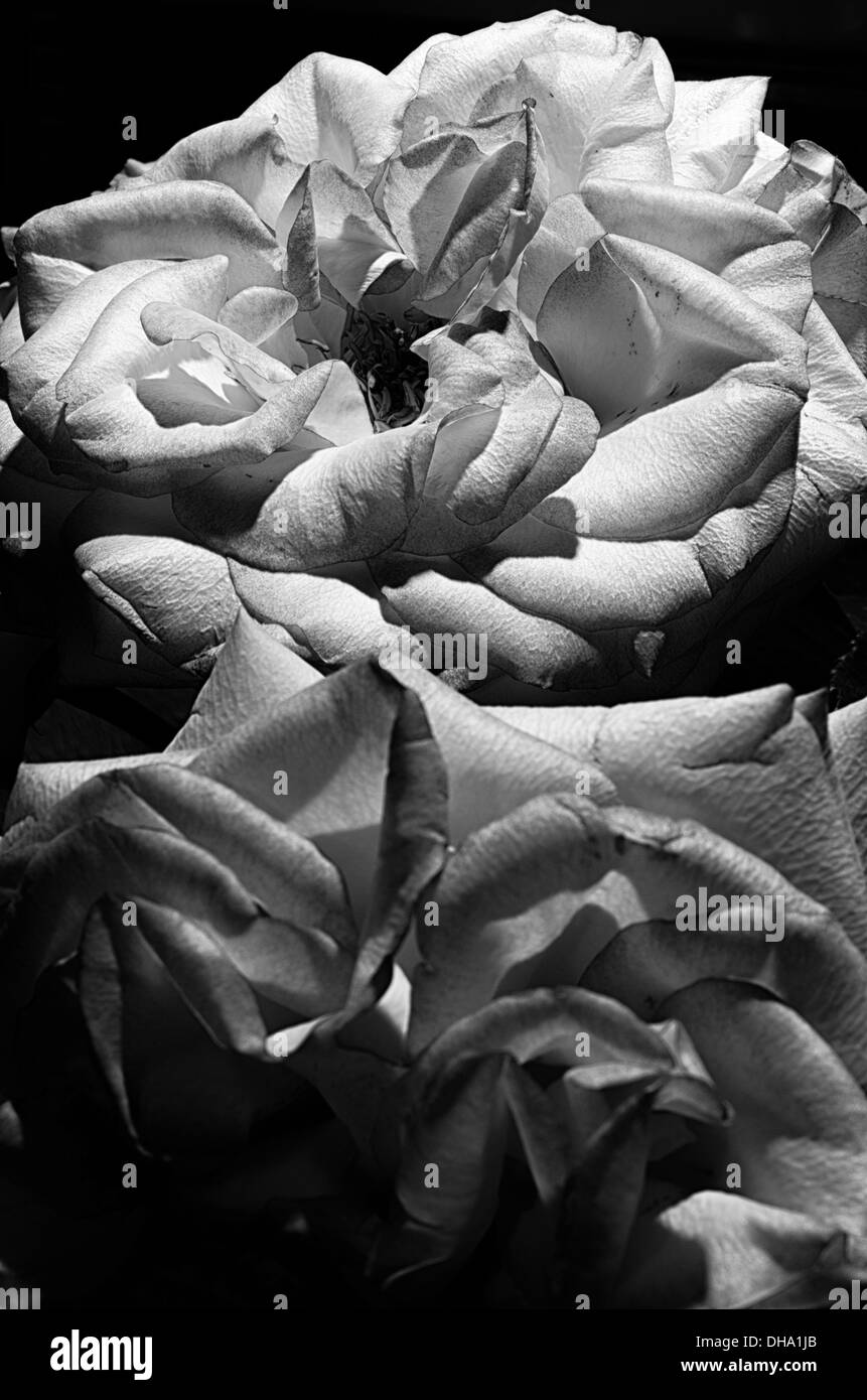 La vie toujours Roses en noir et blanc Banque D'Images