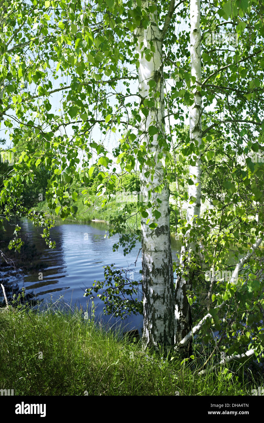 Birch en été sur la rive de la petite rivière Banque D'Images